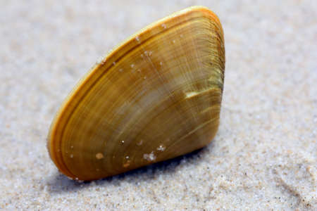 a orange coloured pipi shell on the beach
