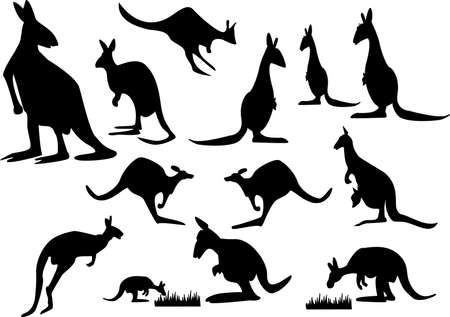 a set of kangaroo silhouette on white backgroundのイラスト素材
