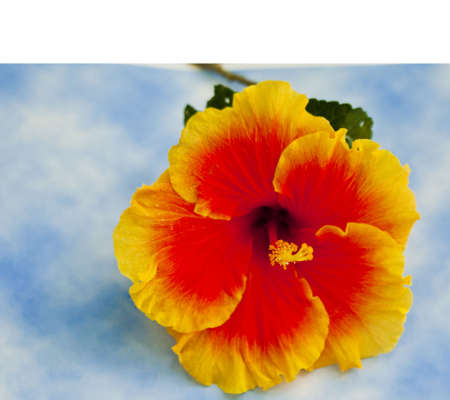 a single orange and yellow hibiscus flower