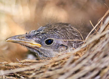 a single baby bird in a nestの写真素材