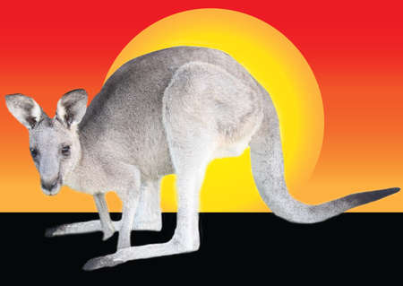 one small kangaroo in the evening sunsetの写真素材