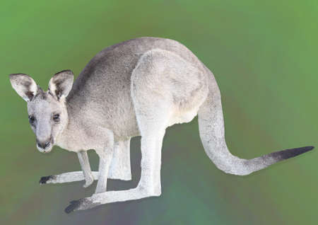 one kangaroo with green backgroundの写真素材