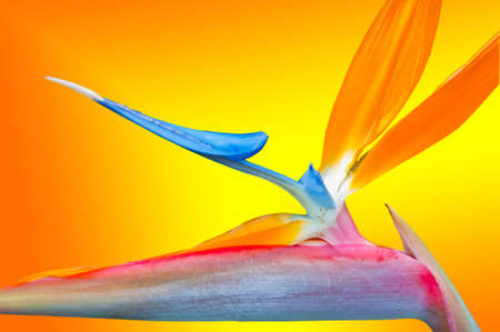 bird of paradise flower の写真素材