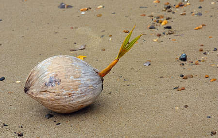 a young coconut which has started sprouting found on the  beachの写真素材