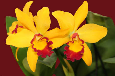 two closeup blooms of orchid yellow and maroonの写真素材