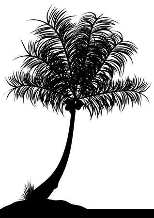 a single coconut tree on a white backgroundのイラスト素材