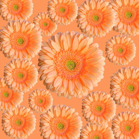 lots of gerbra on an orange backgroundの写真素材