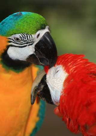 two colourful macaws groomingの写真素材