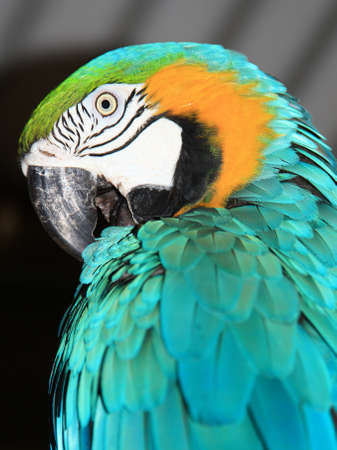 A close up of a  beautiful blue macaw grooming himself