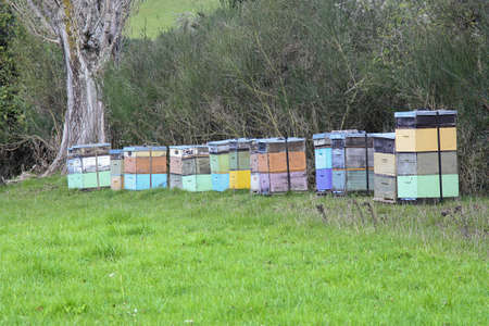 bee hives in the country of New Zealand