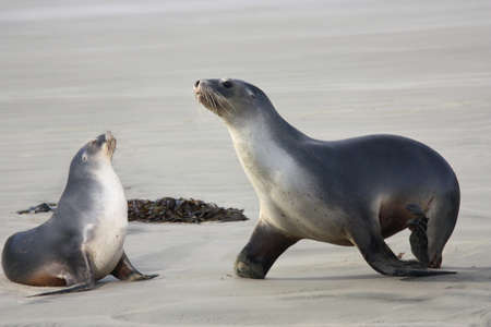 two cute sea lions on the beach