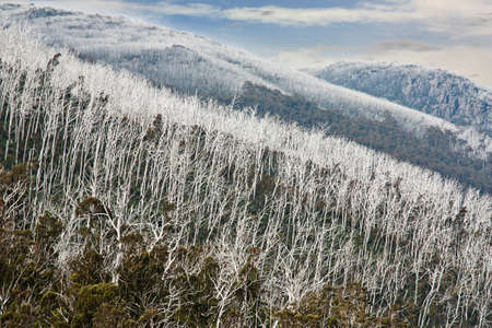 regrowth of new trees and the remains of burnt trees after the fires that devastered  Victoria...