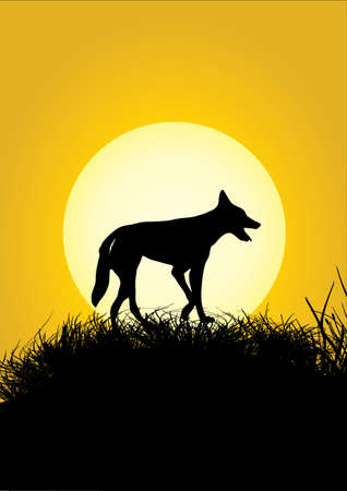 one dingo on a grassy hill in the sunsetのイラスト素材