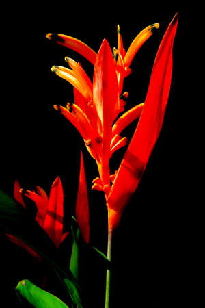 tropical plant a heliconia on black background の写真素材