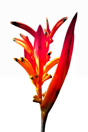 tropical flower a single heliconia on a white backgroundの写真素材