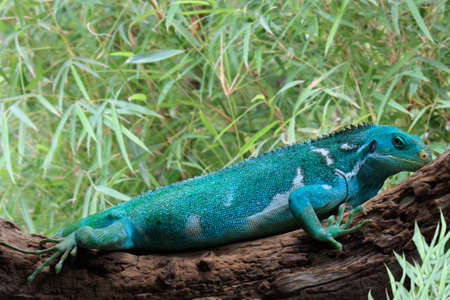 Fiji Crested Iguana resting on a log - Brachylophus vitiensisの写真素材