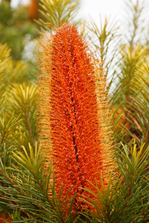 Large orange Banksia flower found growing in Tasmaniaの写真素材