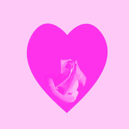 pink heart with rose on a pink backgroundの写真素材