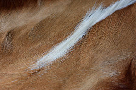 coarse fur from  the back part of an impalaの写真素材