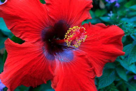 bright red hibiscus flower growing on the plantの写真素材