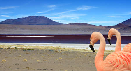 The red lakes in Bolivia and flamingosの写真素材
