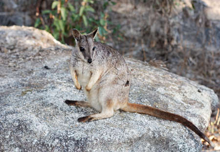 one rock wallaby on the rocks