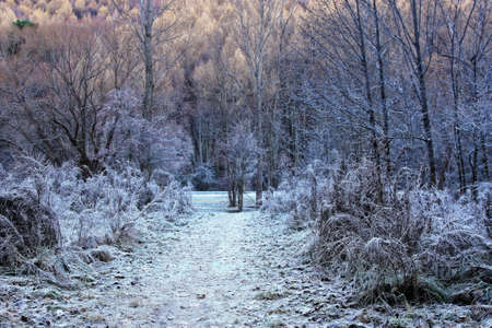 Arrowtown in South Island of New Zealand in the park