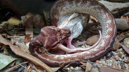 close up of one snake eating a mouse