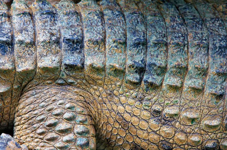 beautiful crocodile skin a close up photoの写真素材