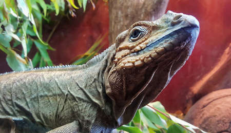close up view of an Australian Dragon or Lizard