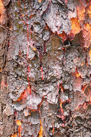 Corymbia terminalis, also known as the desert bloodwood, is a tree native to Australia