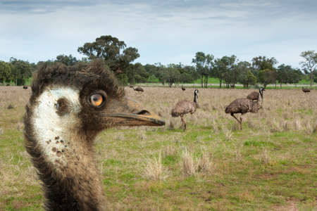Emu close up of head with other emus  in the background