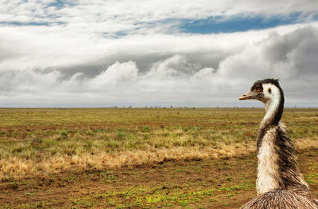 arid outback Australia after a little rainの写真素材
