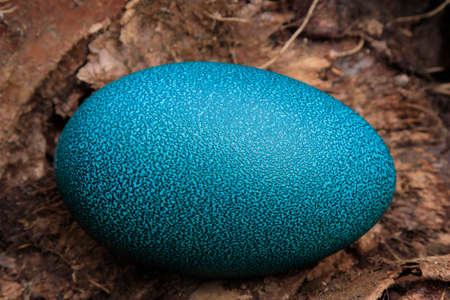 a large single emu egg on the ground