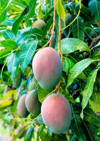 close up of mango fruit on a mango treeの写真素材