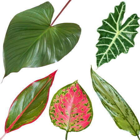 bright colored tropical leaves on a white backgroundの写真素材