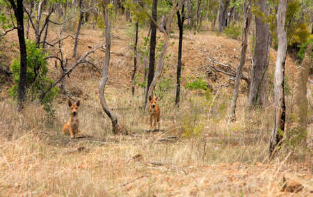 two wild dingo's in the dry bush in Australia outbackの写真素材