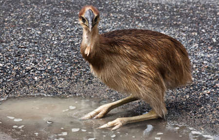 cassowary chick in a puddle of water