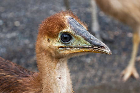 close up of emu chick side viewの写真素材