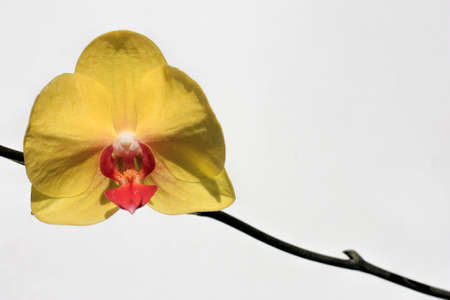 one yellow orchid flower on a  white backgroundの写真素材