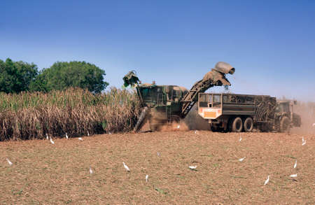 Sugar cane season in Cairns ,cutting cane with harvesterの写真素材