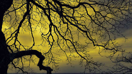 a deciduous tree with a bright glowing yellow sky の写真素材