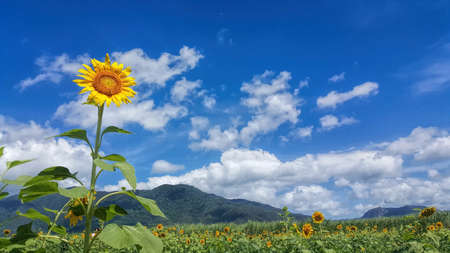one sunflower close up in a field with sky backgroundの写真素材