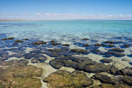Hamelin Pool is hypersaline it has approximately double the salinity of normal seawater which provides an ideal environment for the stromatolites to growの写真素材