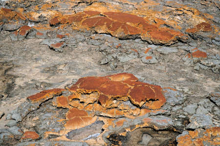 Hamelin Pool boasts the most diverse and abundant examples of living marine stromatolites, or...