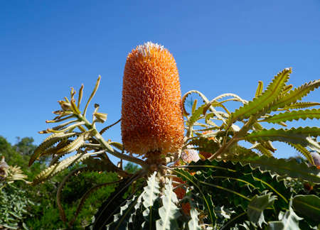 orange banksia flower on a shrub with blue sky backgroundの写真素材