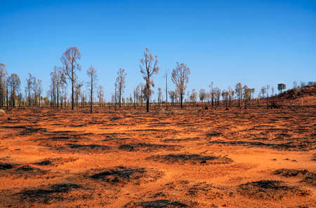 Barren land in central Australia after a bush fireの写真素材