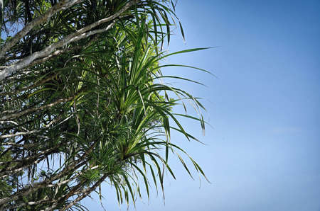 Pandanus plant on the side of photo and room for copy space, Pandanus occur naturally along the east...