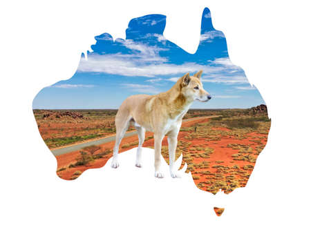 Outline of Australian map with outback country view , dingo in the foreground, on white background
