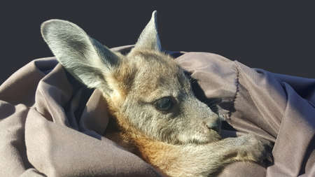 a rescued orphaned joey whose mother was killed by vehicleの写真素材